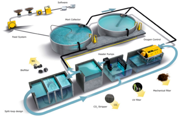 AKVA split loop RAS system