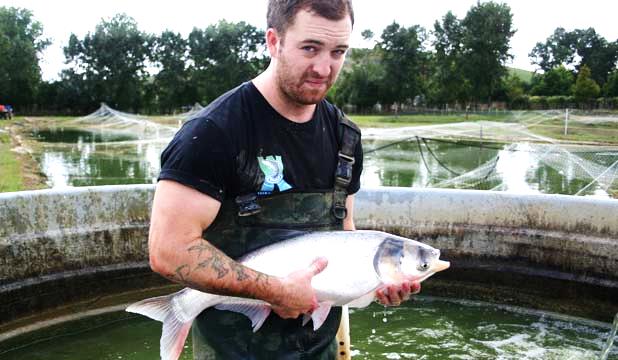 Grass carp silver carp bred in NZ and suitable for IMTA