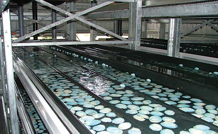 Land based paua farming in New Zealand