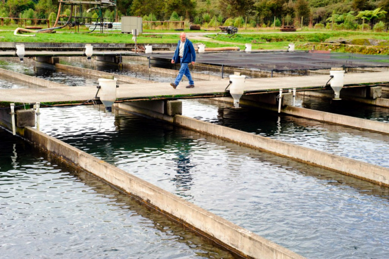 Raceways with gravity fed or pumped water for growing salmon. (NZ King Salmon) 