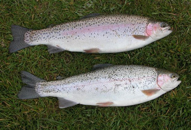 Rainbow trout