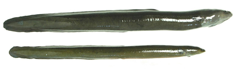 eel